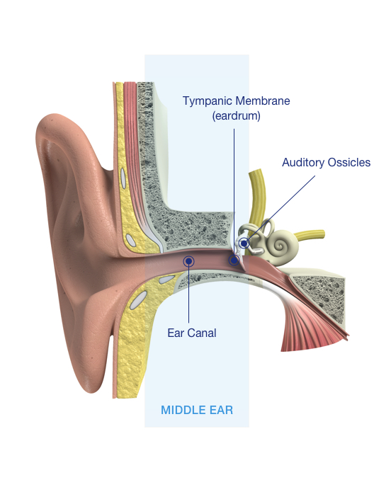 Conductive hearing loss, types of hearing loss