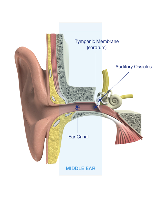 Types of Hearing Loss