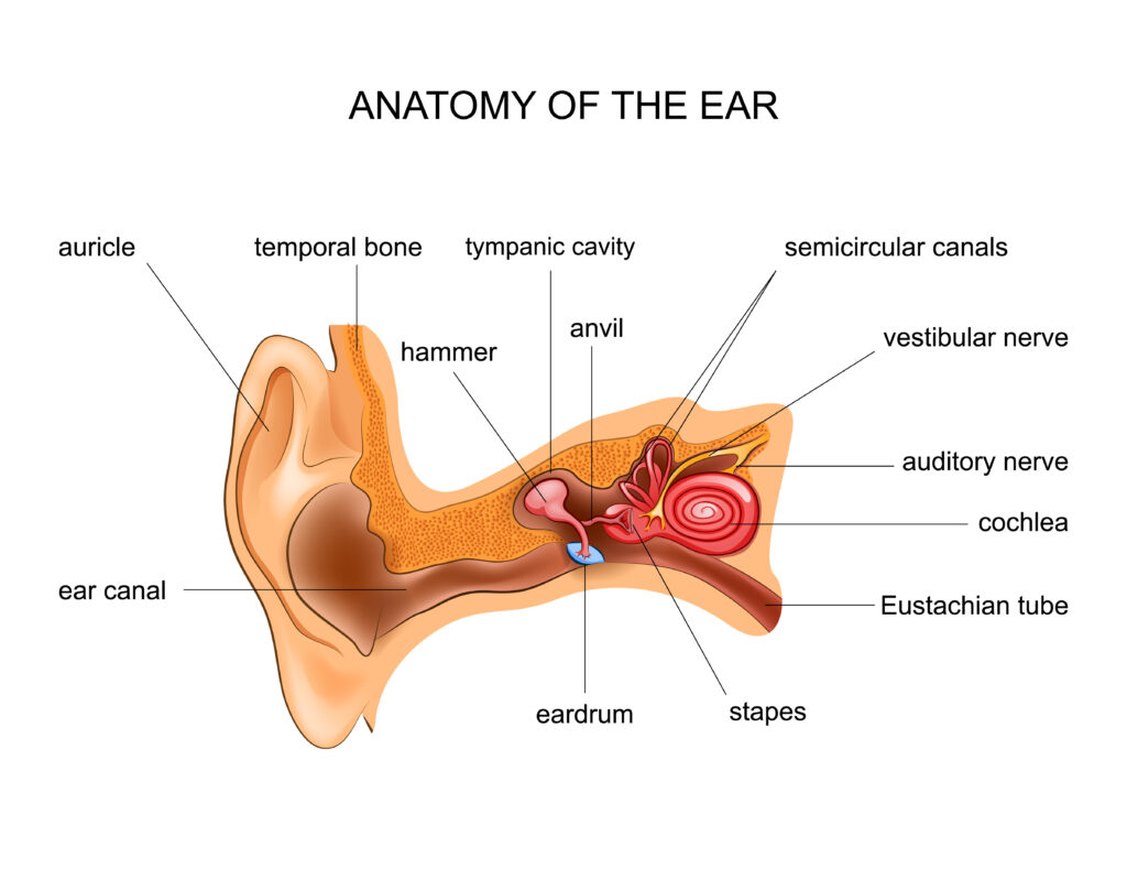 Ear anatomy